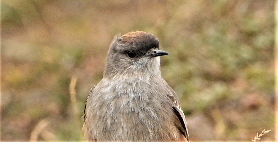 Cinnamon-bellied Ground-Tyrant - ML564658701