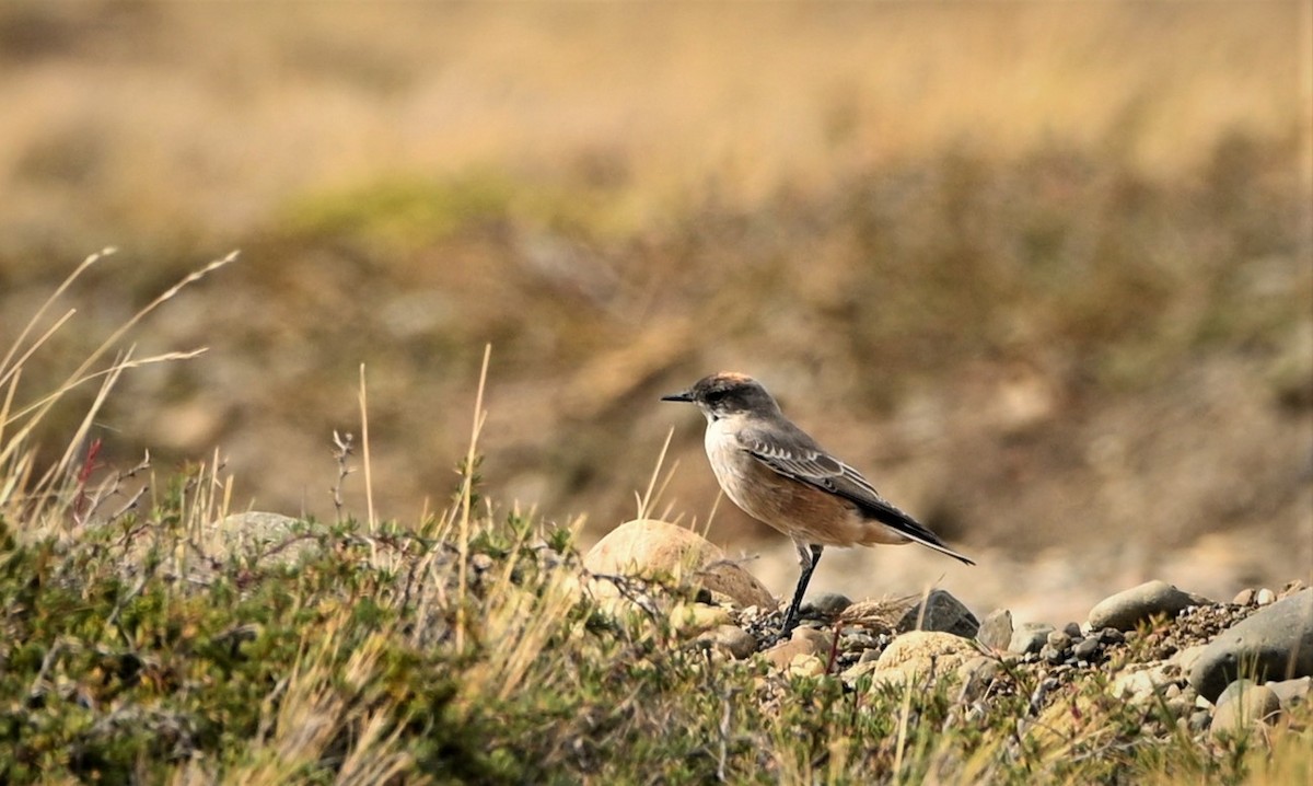 Cinnamon-bellied Ground-Tyrant - ML564658721