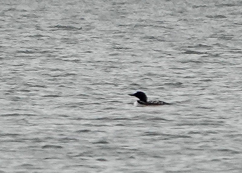 Common Loon - Carena Pooth