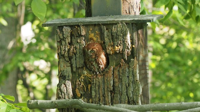 Eastern Screech-Owl - ML564659061