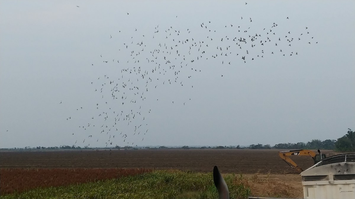 Dickcissel - ML564659991