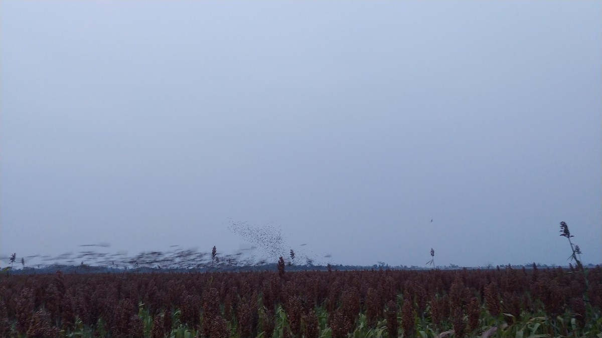 Dickcissel - ML564660001