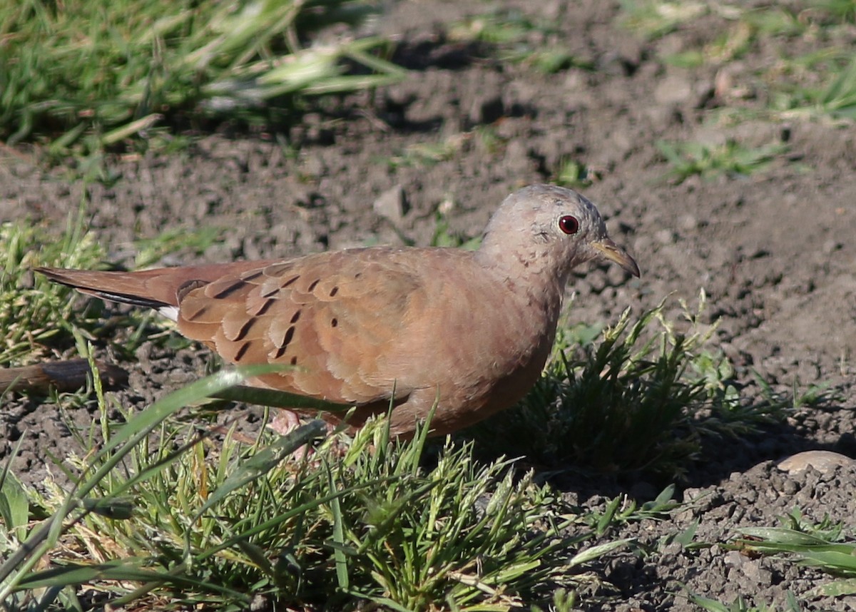 Ruddy Ground Dove - Zane Pickus