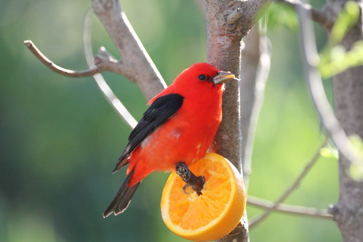 Scarlet Tanager - ML564660241