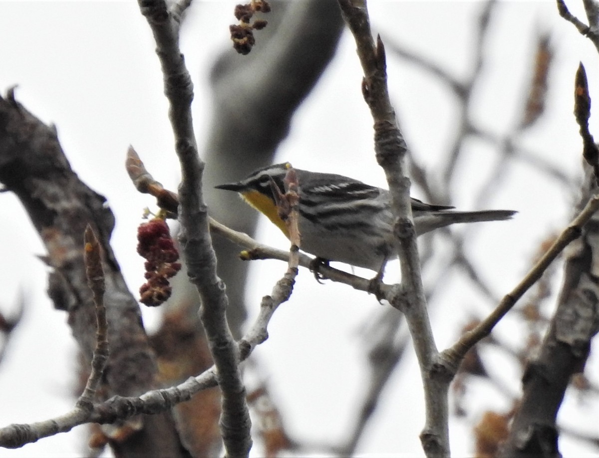 Yellow-throated Warbler - ML564660271