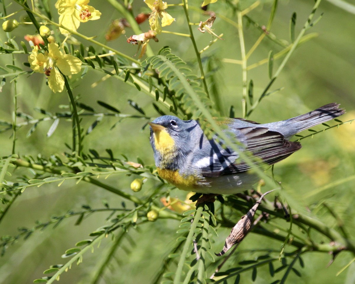 Northern Parula - ML564660951