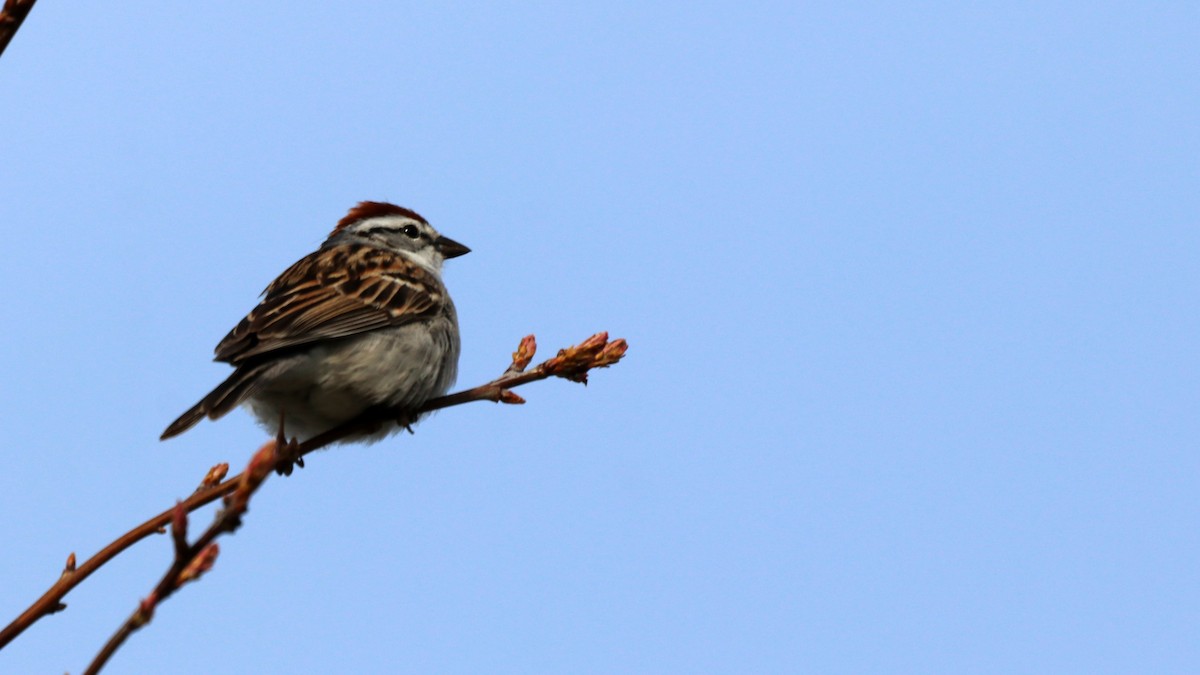 Chipping Sparrow - ML564661041