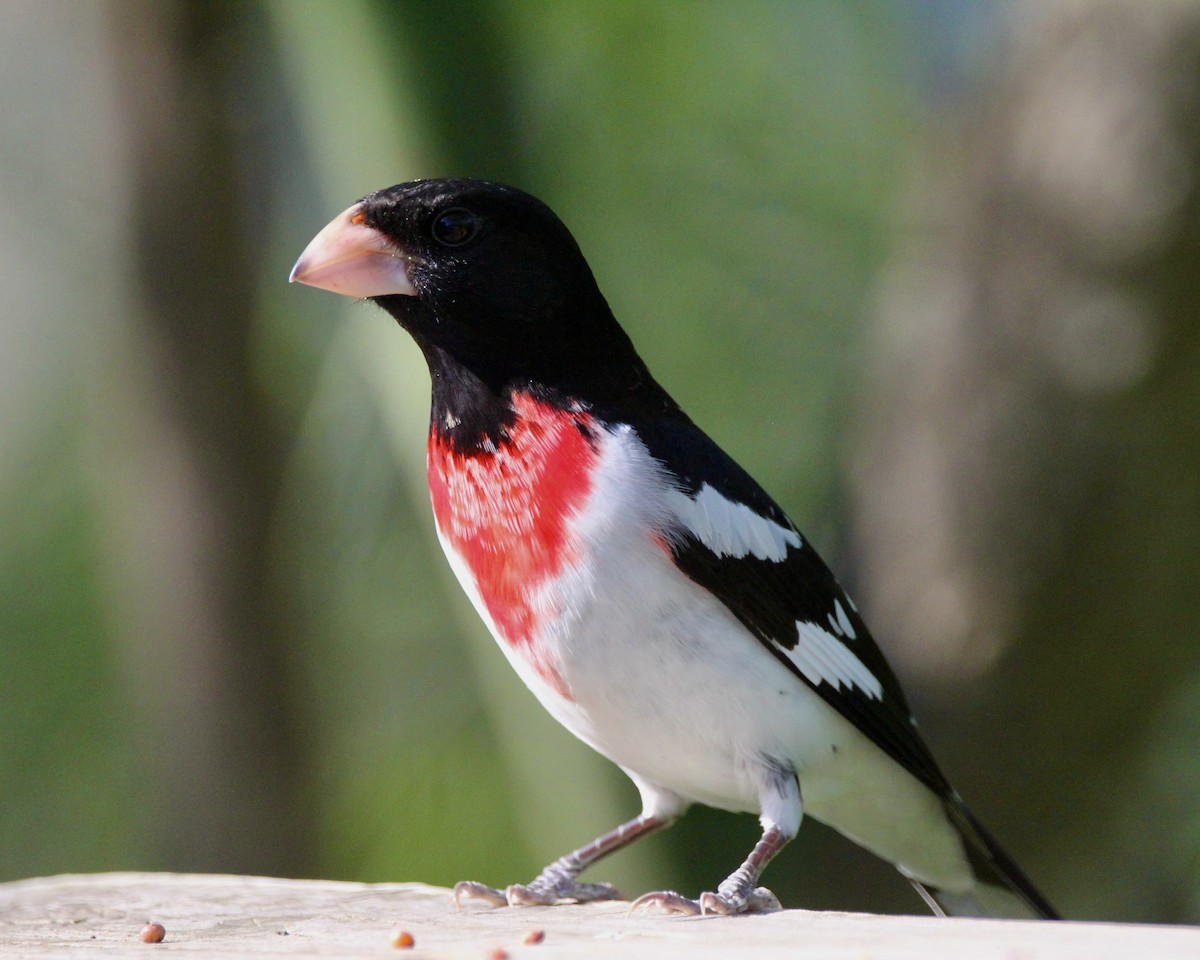 Rose-breasted Grosbeak - ML564661061