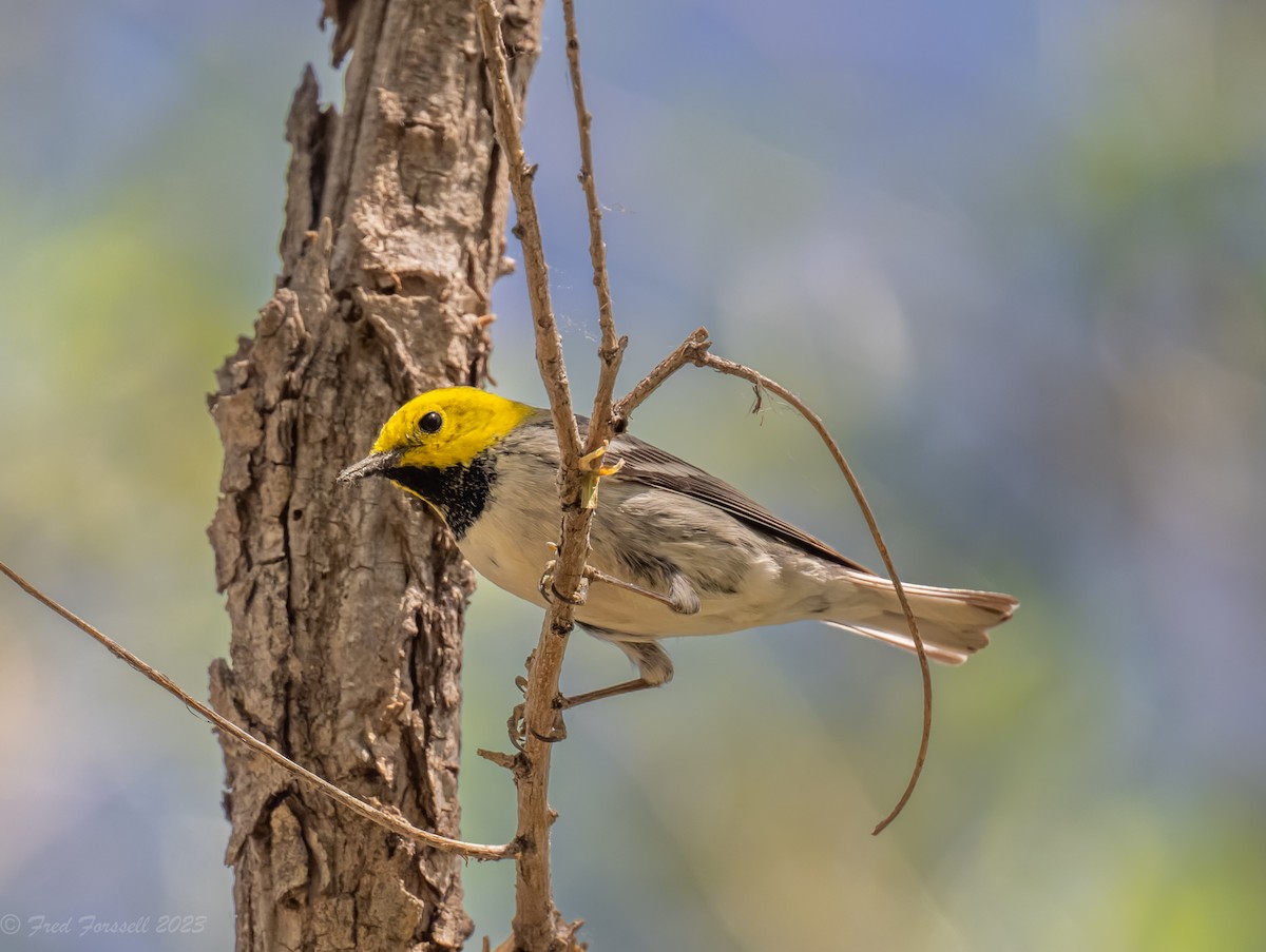 Hermit Warbler - Fred Forssell