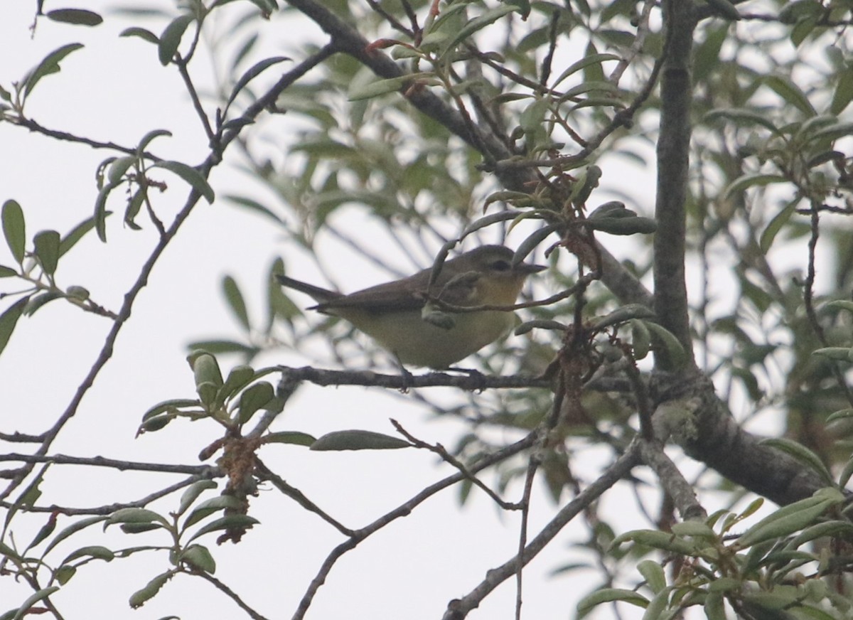 Philadelphia Vireo - ML564661491