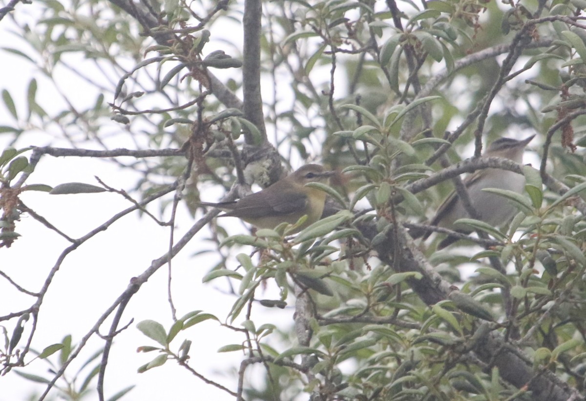 Philadelphia Vireo - ML564661501