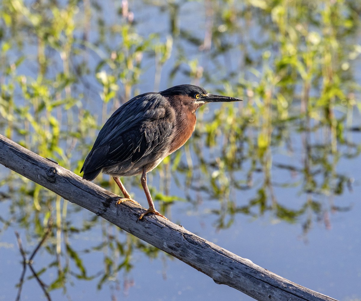 Green Heron - ML564661601