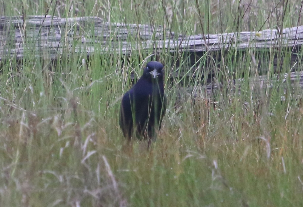 Boat-tailed Grackle - ML564661621