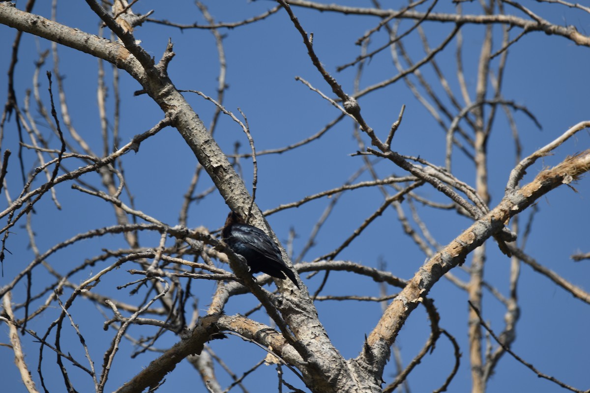 Brown-headed Cowbird - ML564661771