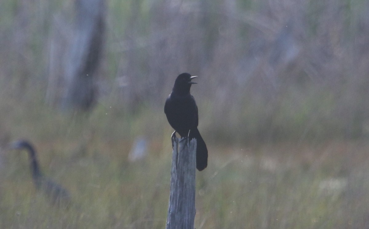 vlhovec člunoocasý - ML564662221