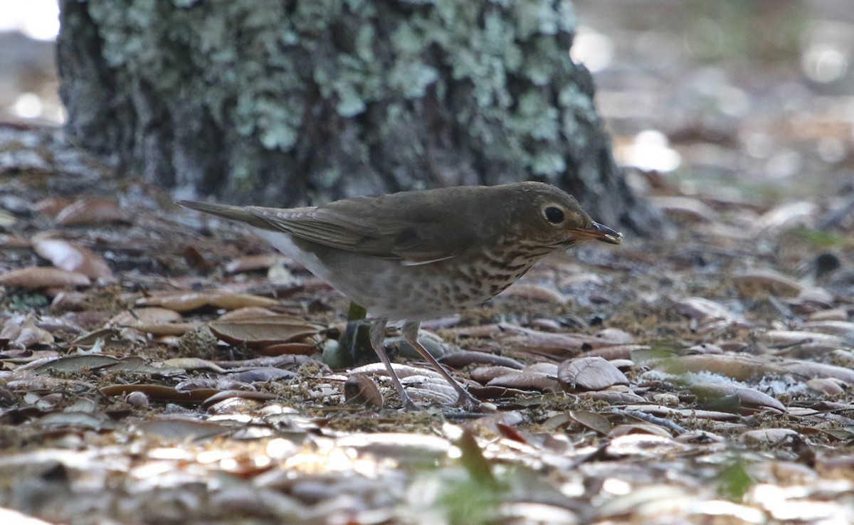 Swainson's Thrush - ML564662321