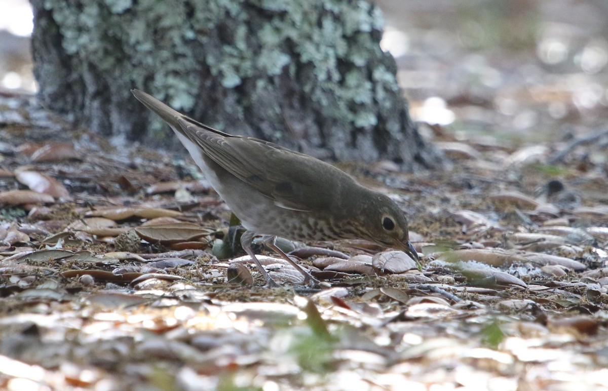 drozd západní - ML564662331