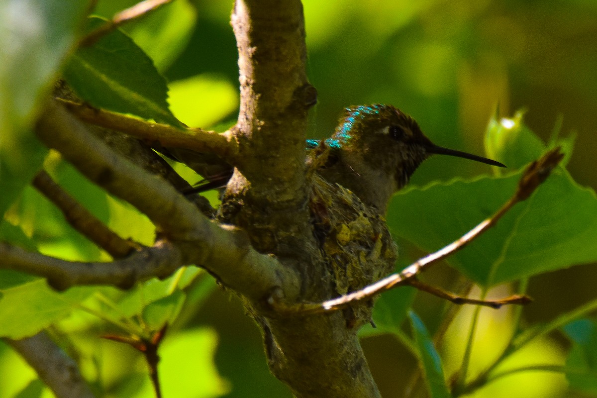 Anna's Hummingbird - ML564662821