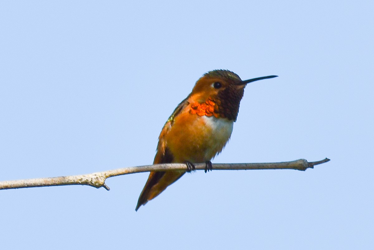 Allen's Hummingbird - ML564662851