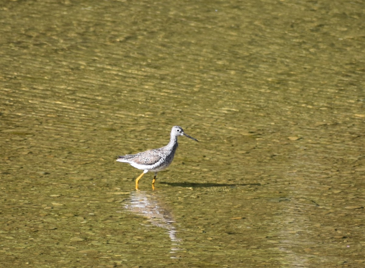 Greater Yellowlegs - ML564663161