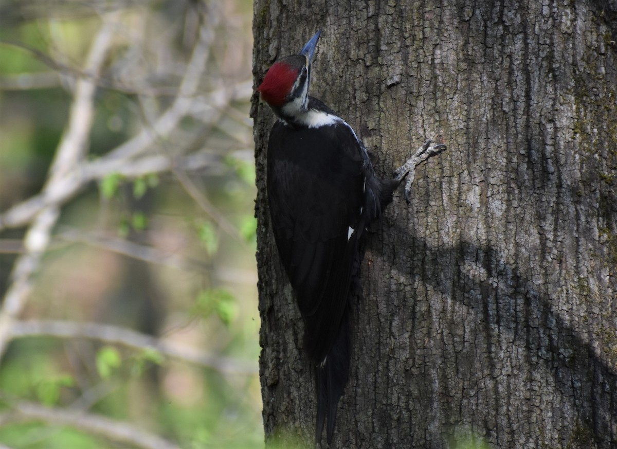 Pileated Woodpecker - ML564663361