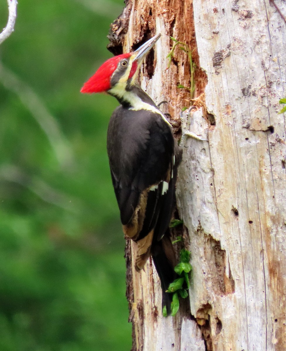 Pileated Woodpecker - ML564664551