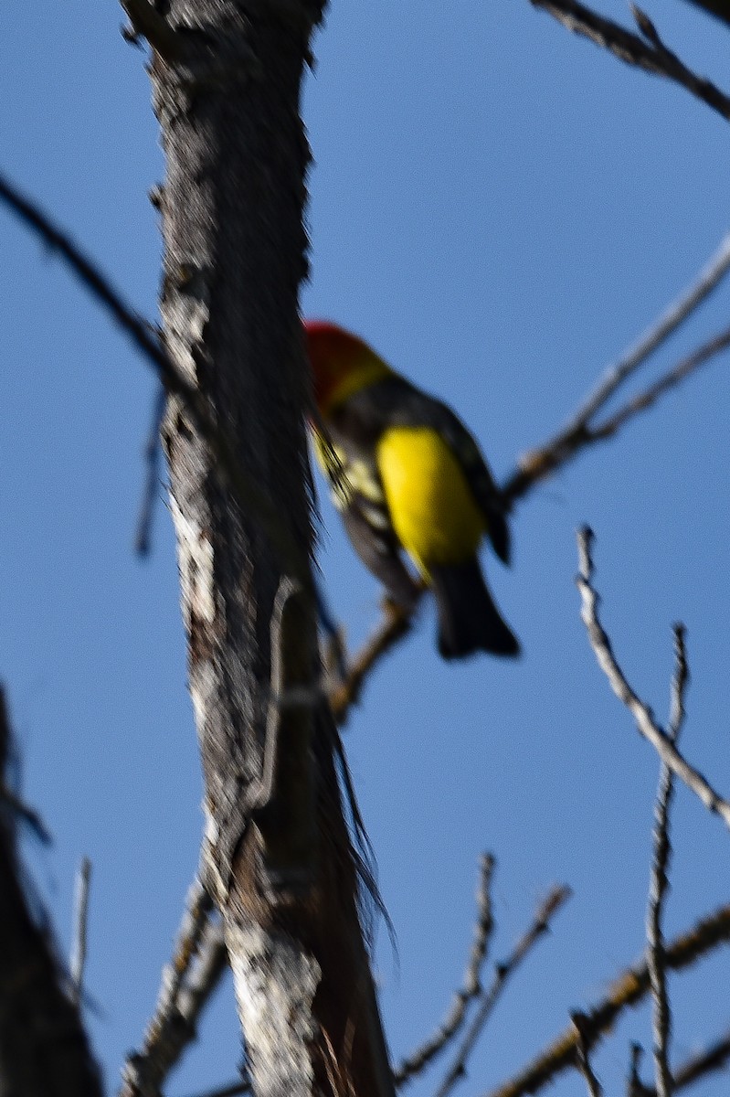 Western Tanager - ML564664591