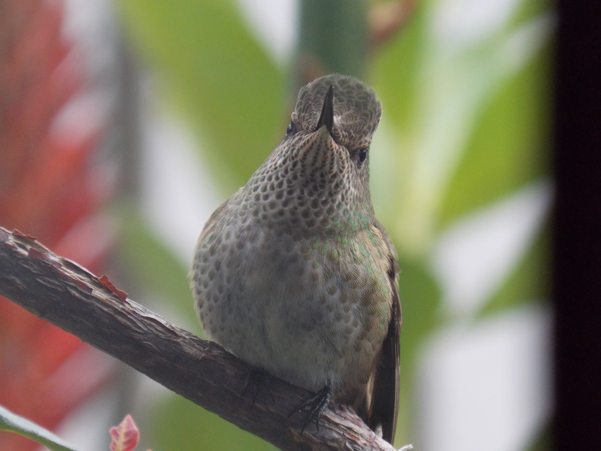 Colibrí Austral - ML56466601