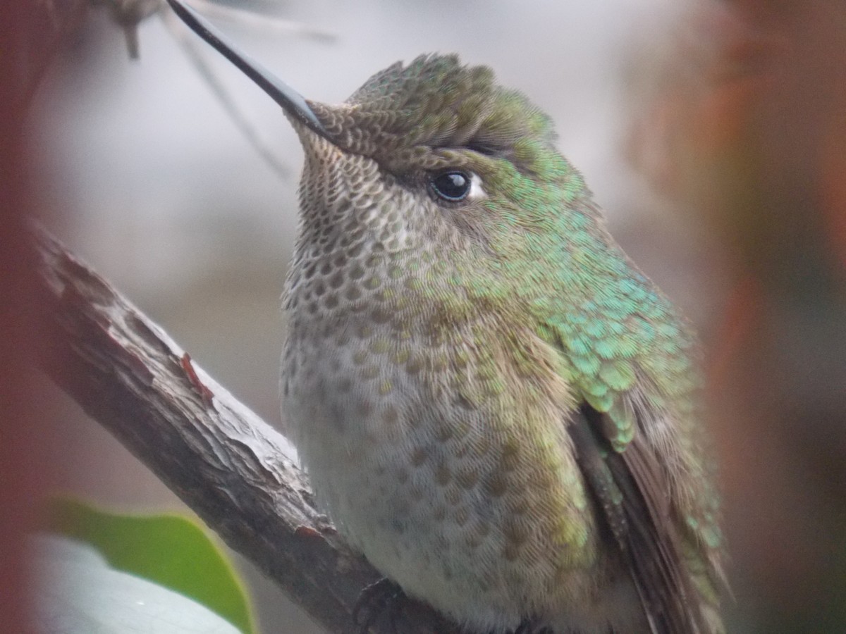 Green-backed Firecrown - ML56466631