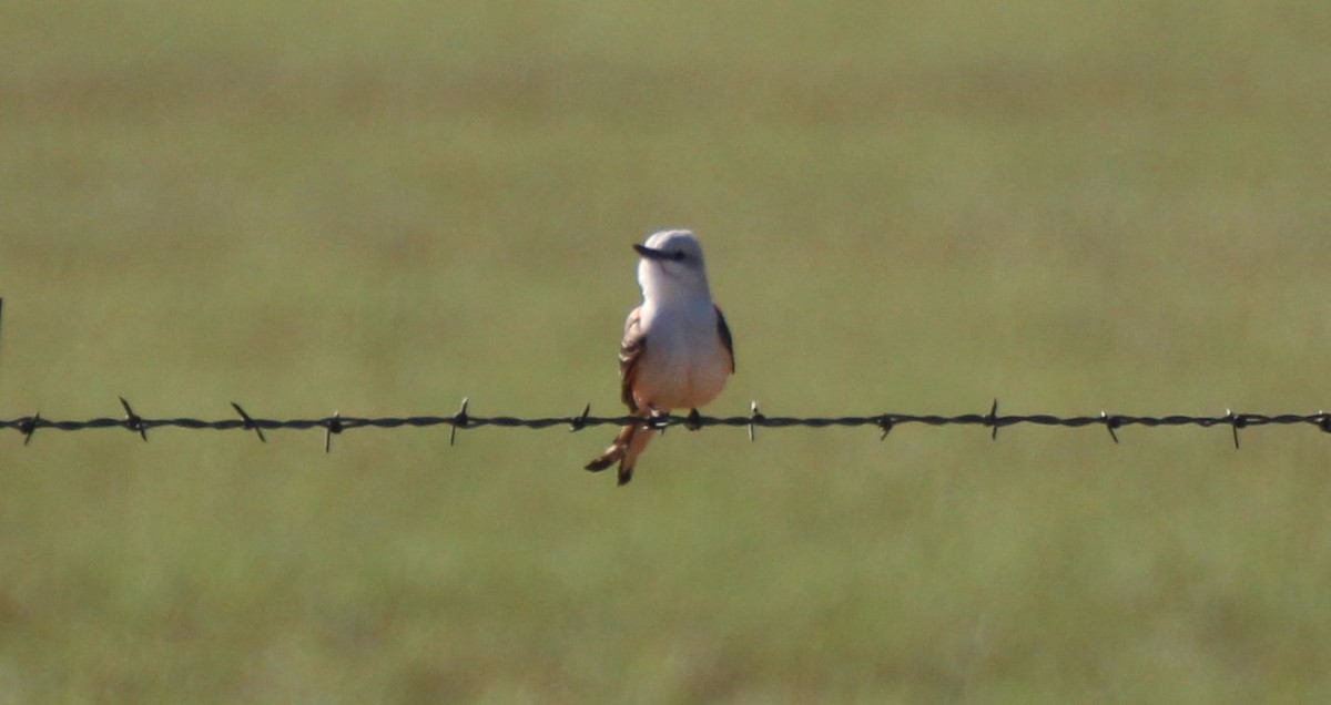 Scissor-tailed Flycatcher - ML564667641