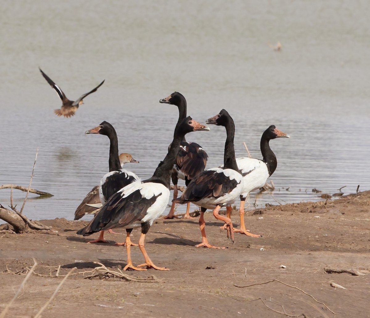 Magpie Goose - ML564668221