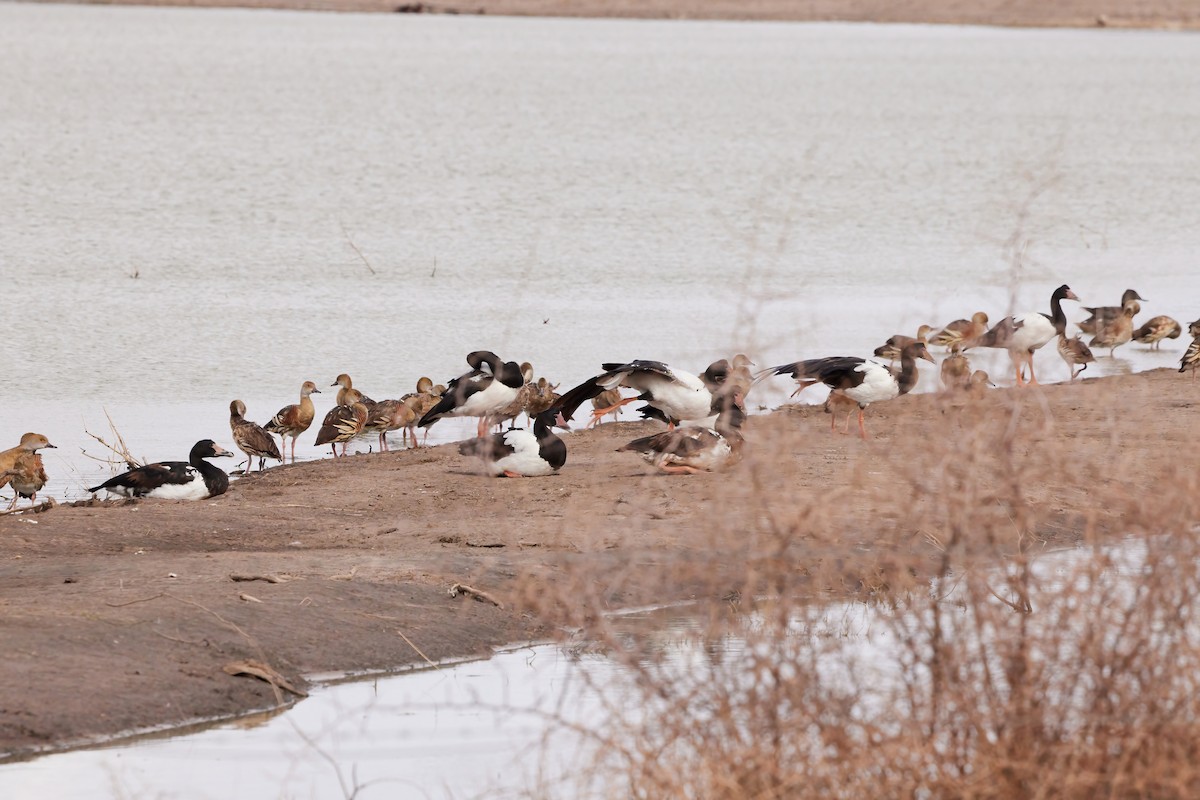 Magpie Goose - ML564668281