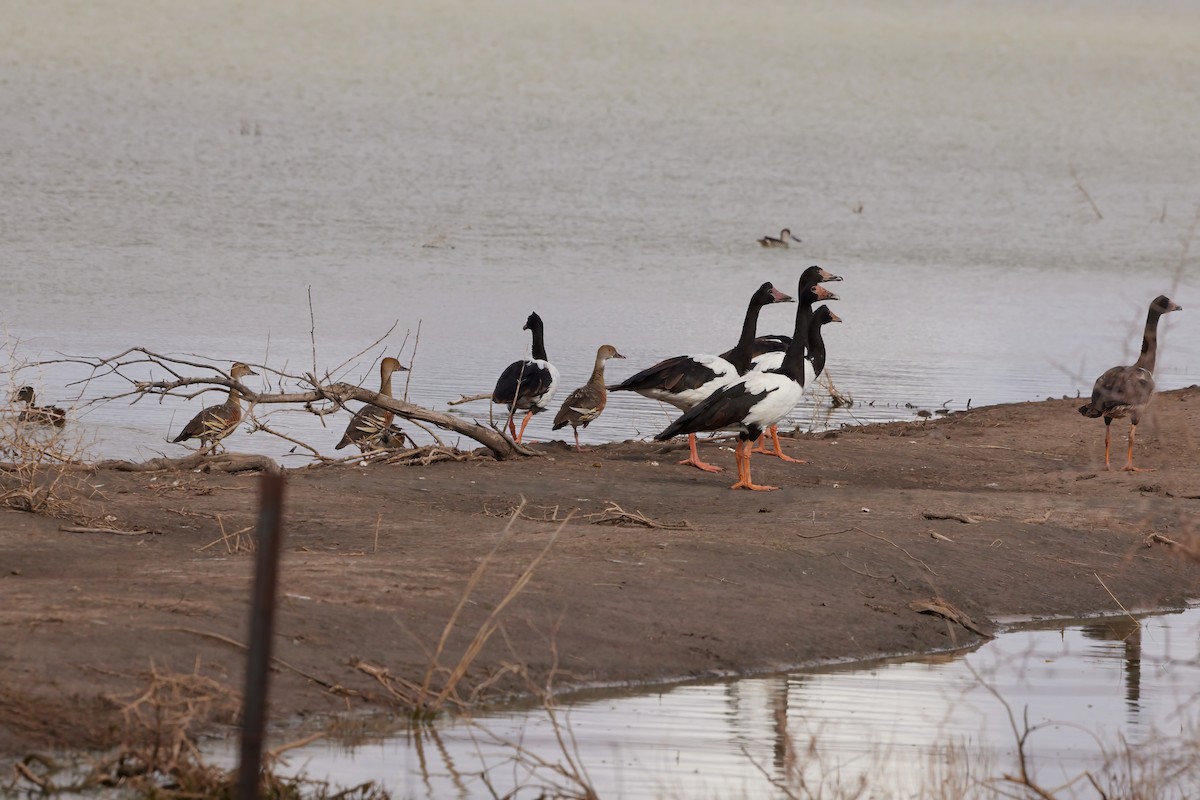 Magpie Goose - ML564668331