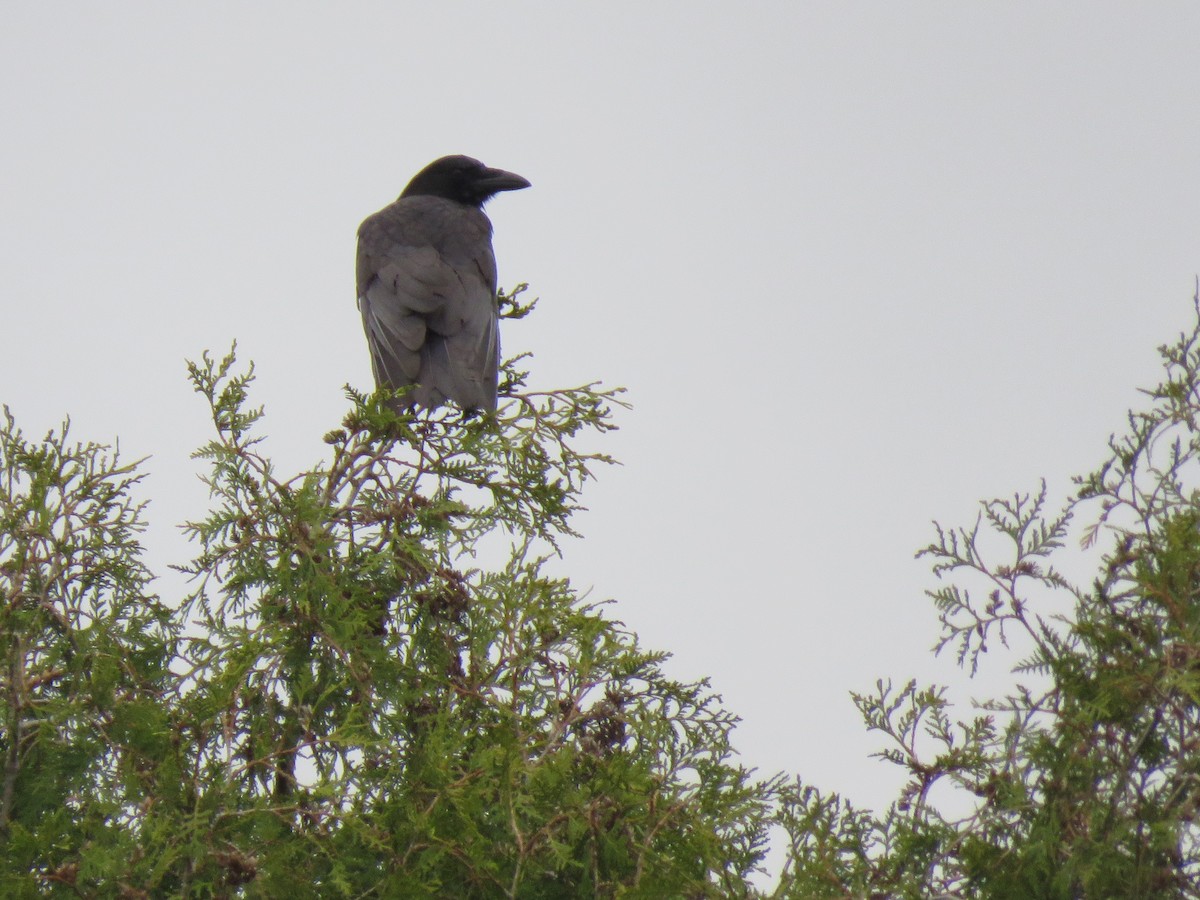 American Crow - ML564668801