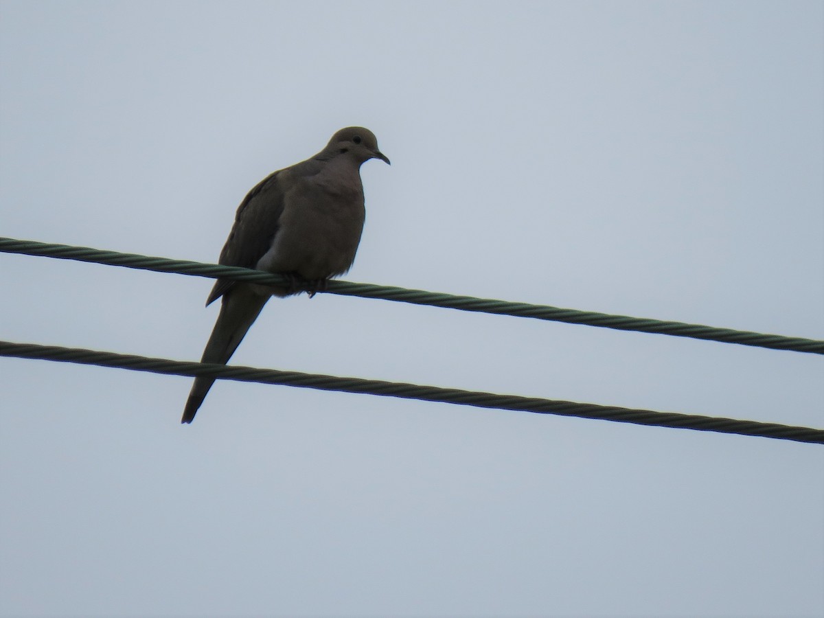 Mourning Dove - ML564668831