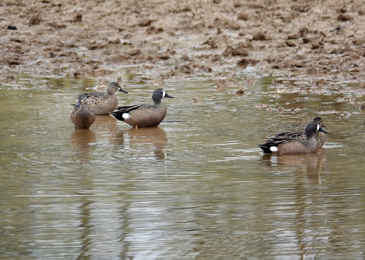 Blue-winged Teal - N. Wade Snyder