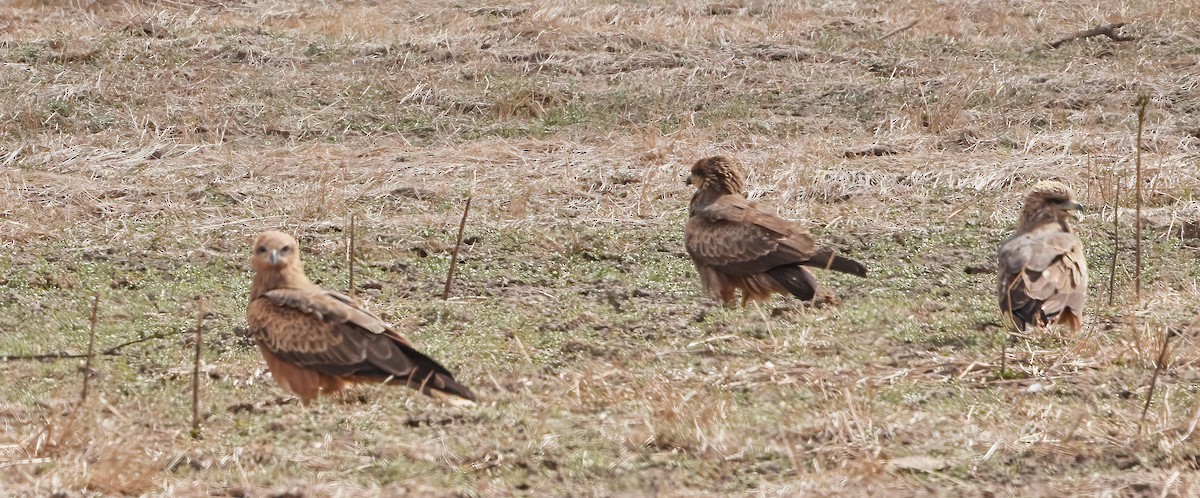 Whistling Kite - ML564669351