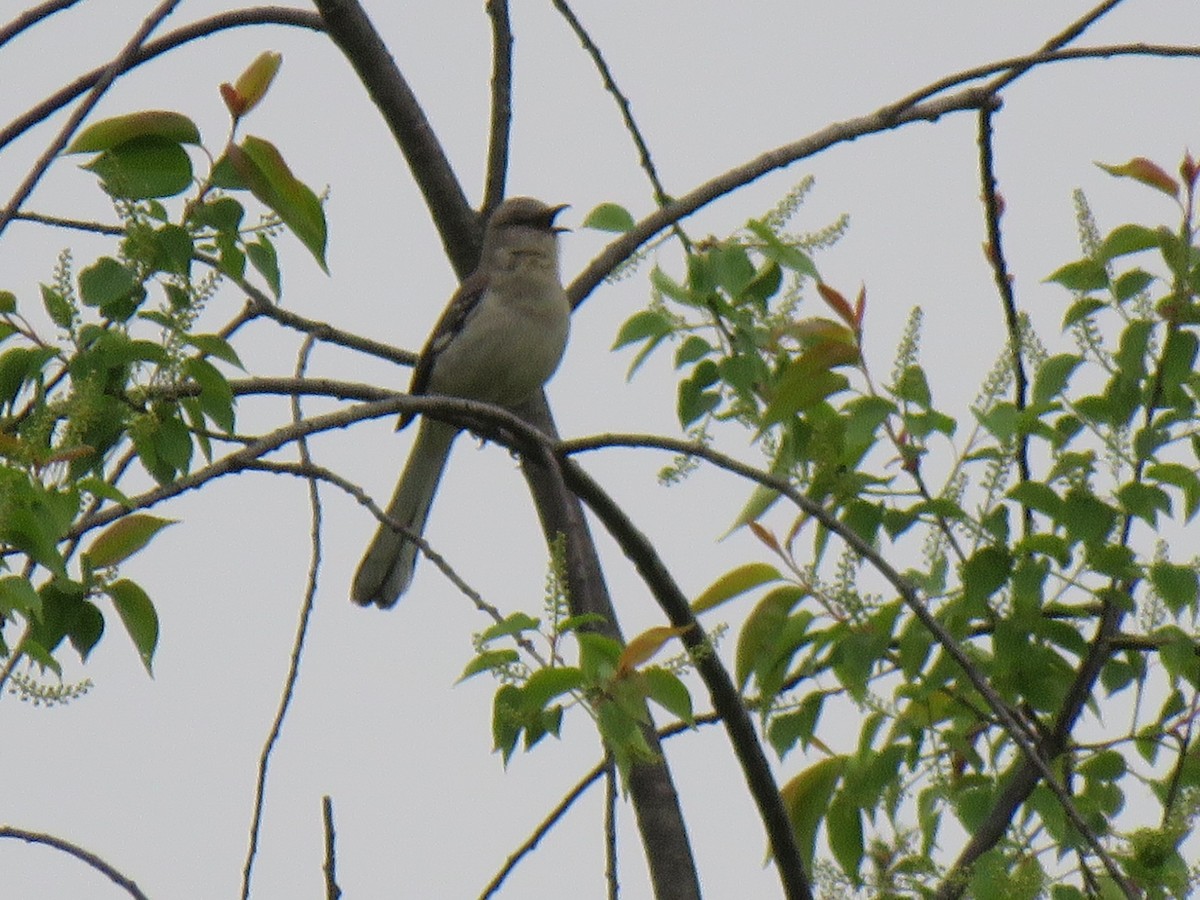 Northern Mockingbird - ML564669421