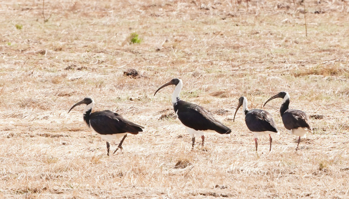 Straw-necked Ibis - ML564669491