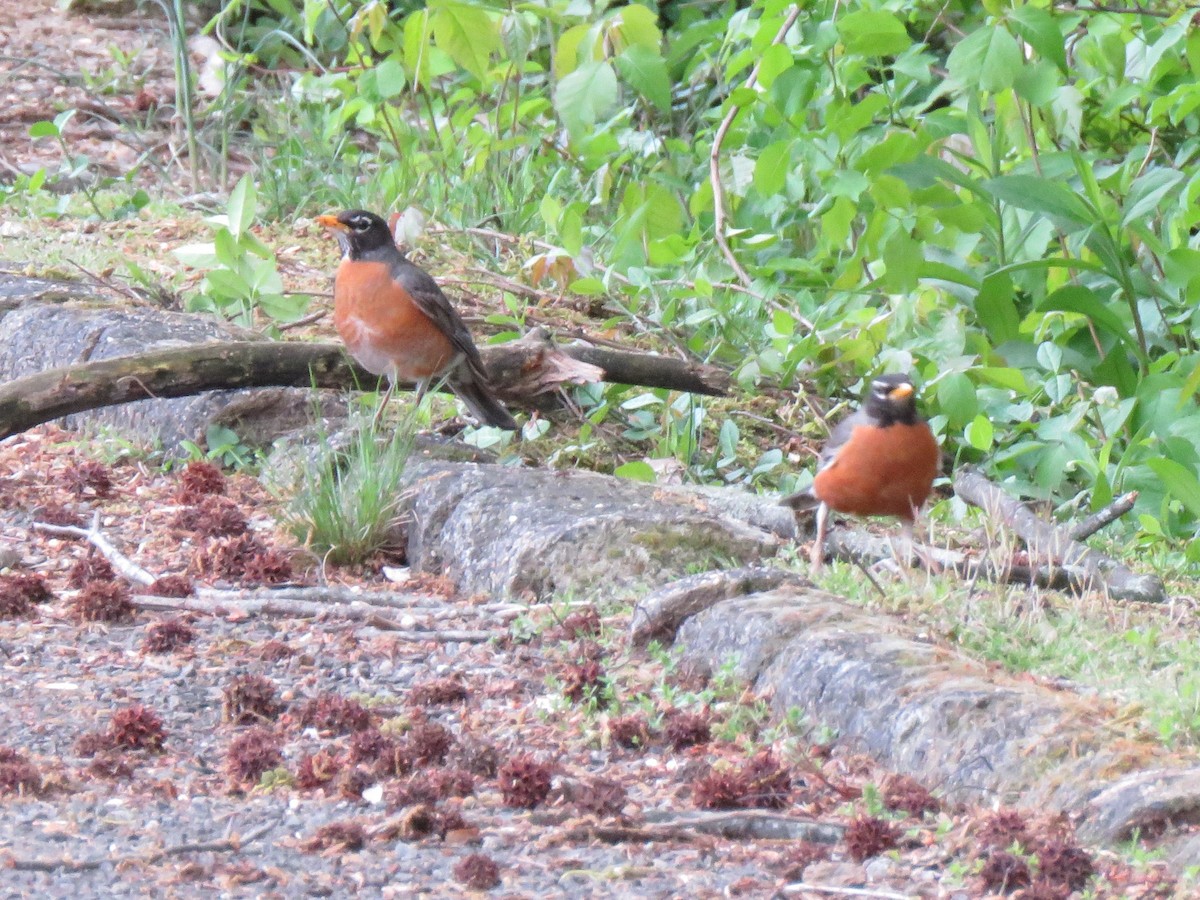 American Robin - ML564669531