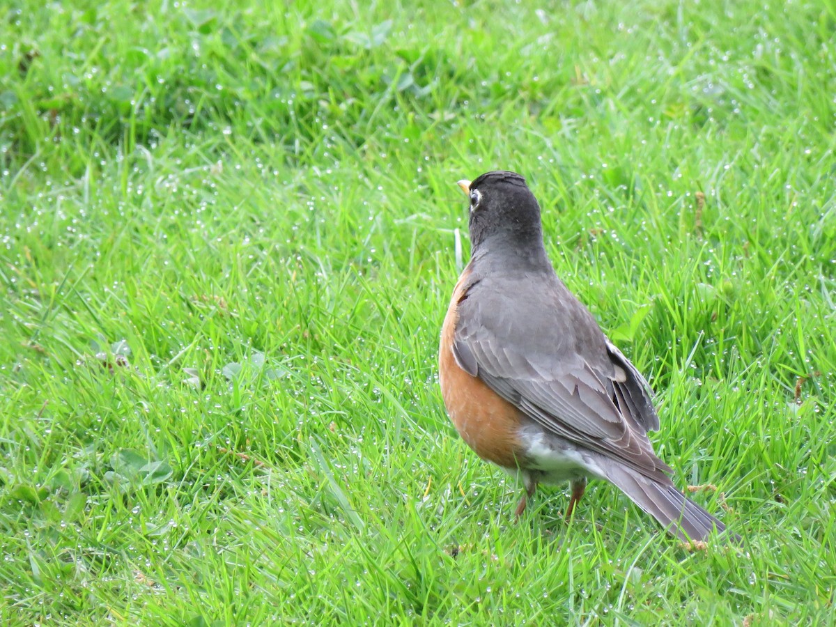 American Robin - ML564669561