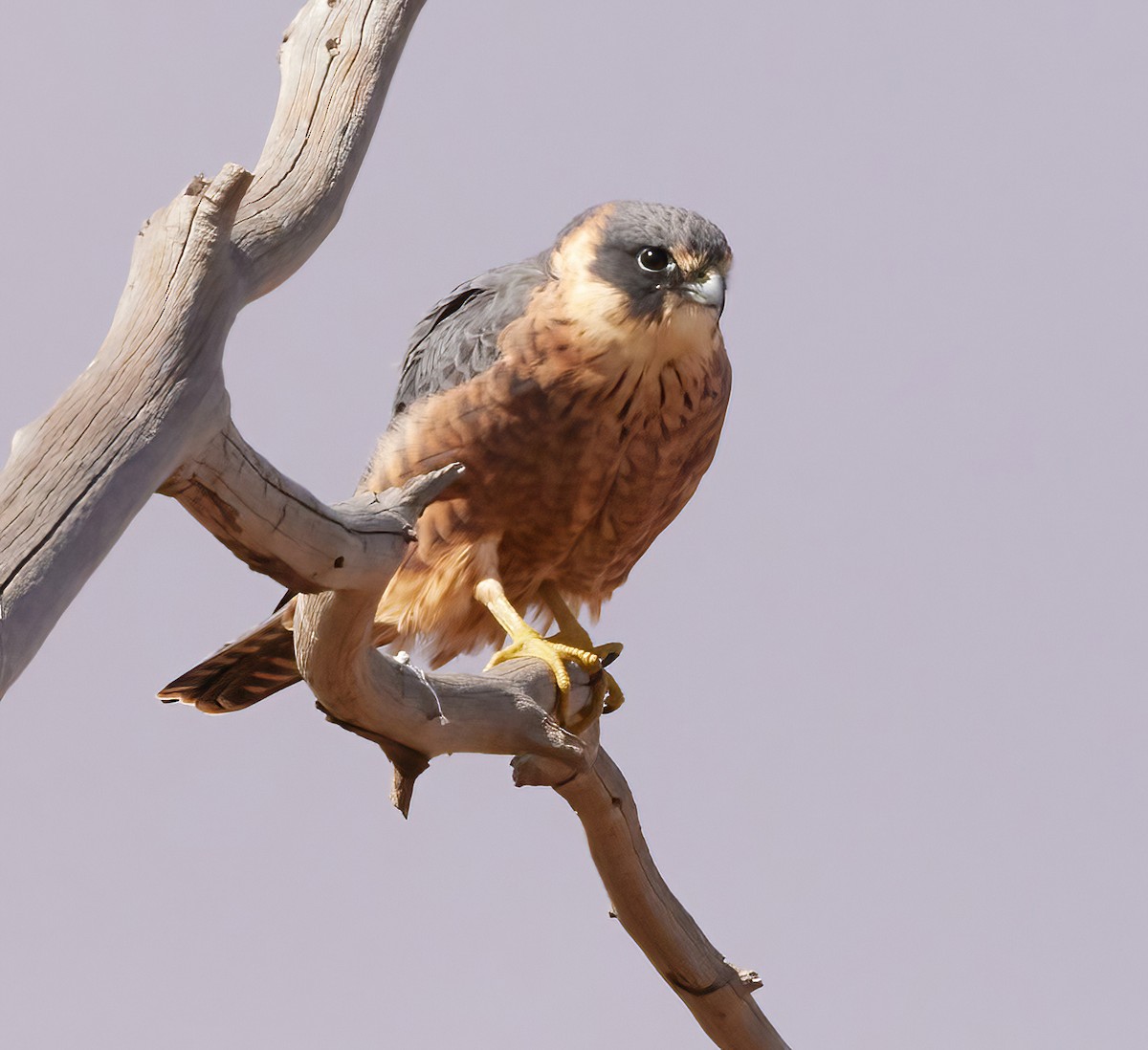 Australian Hobby - ML564670001
