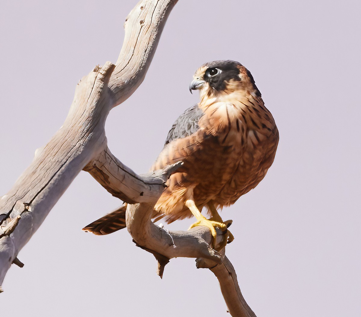 Australian Hobby - ML564670071