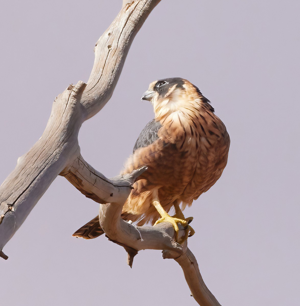 Australian Hobby - ML564670121