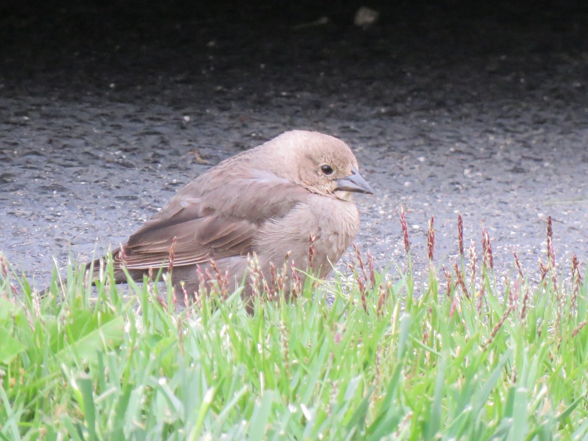 Brown-headed Cowbird - ML564670131