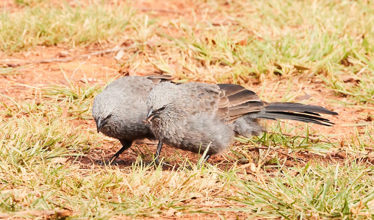 Apostlebird - ML564670361