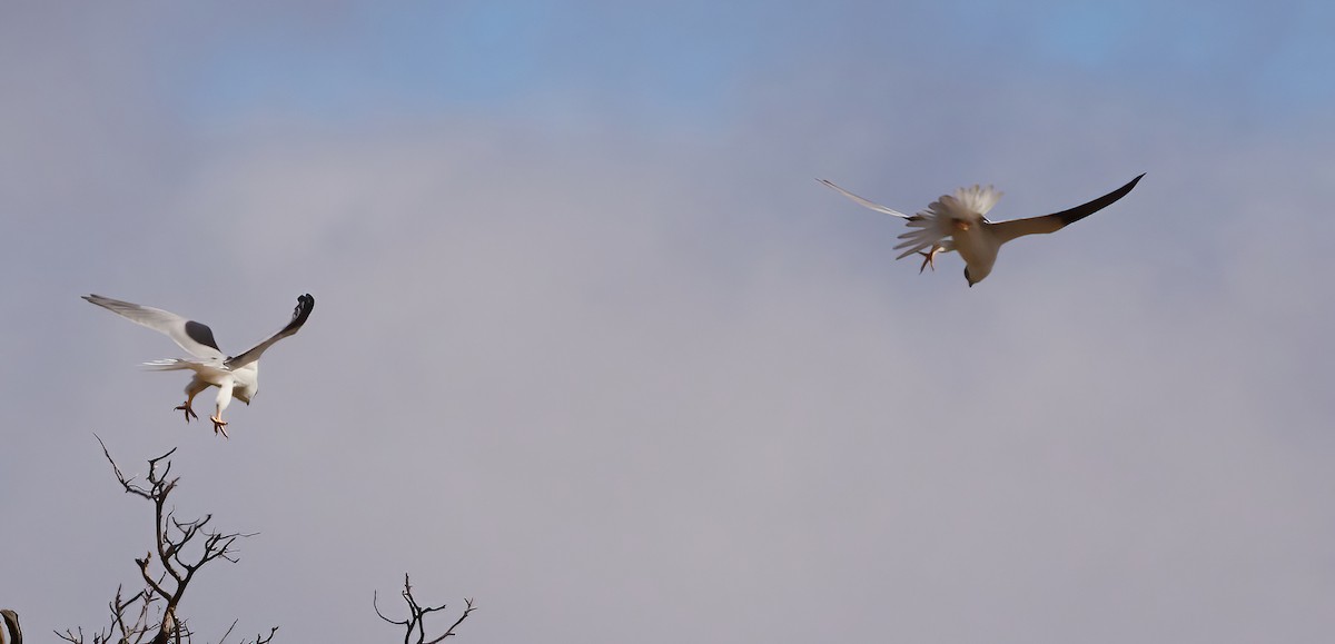 Black-shouldered Kite - ML564670771