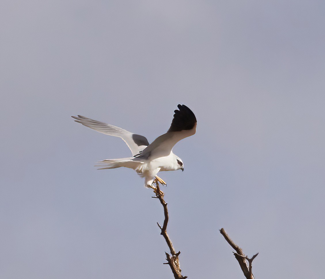 Black-shouldered Kite - ML564670781
