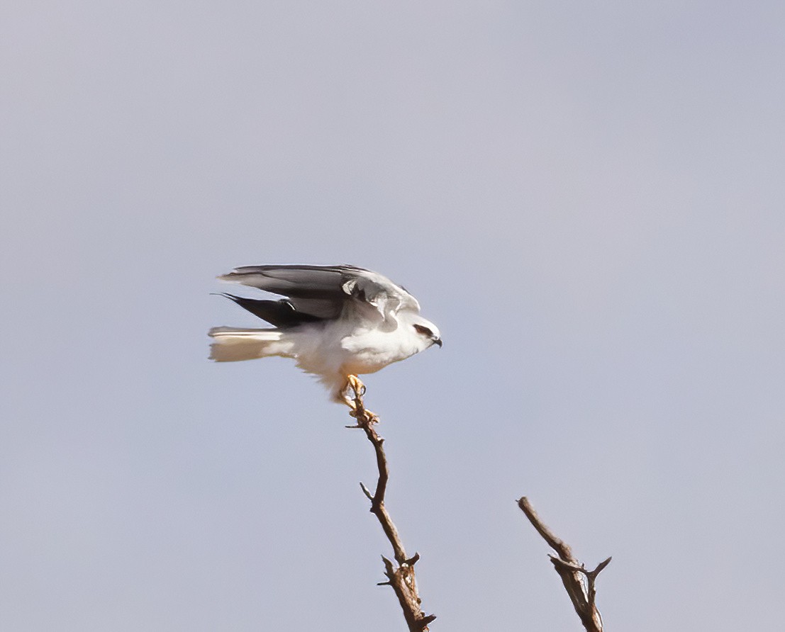 Black-shouldered Kite - ML564670791