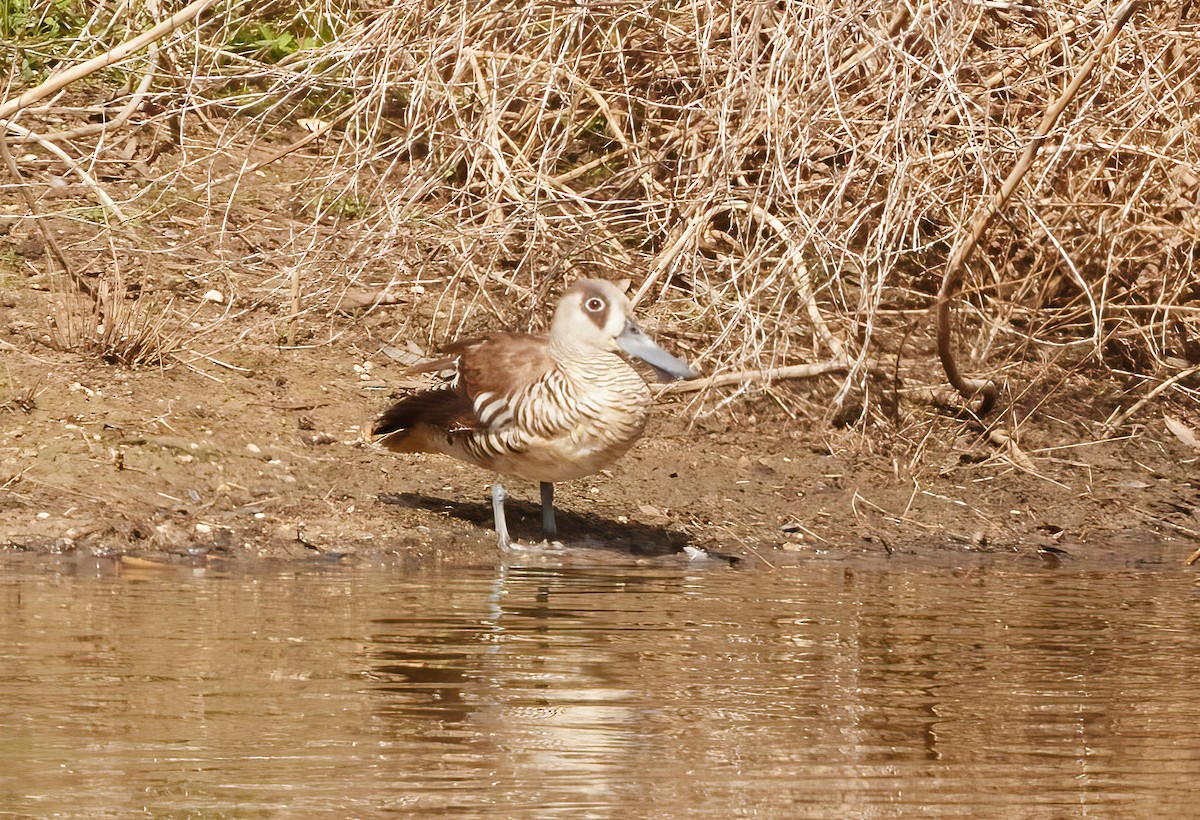 Pink-eared Duck - ML564671061
